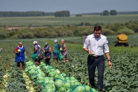 Евгений Куйвашев: сельхозпредприятия потеряли четверть урожая, ущерб превысил 4 млр рублей