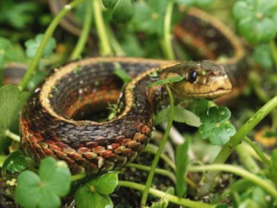 Что делать, если повстречал змею: как себя вести и как избежать укуса