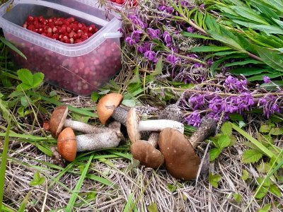 Будут ли штрафовать собирателей лесных грибов и ягод?